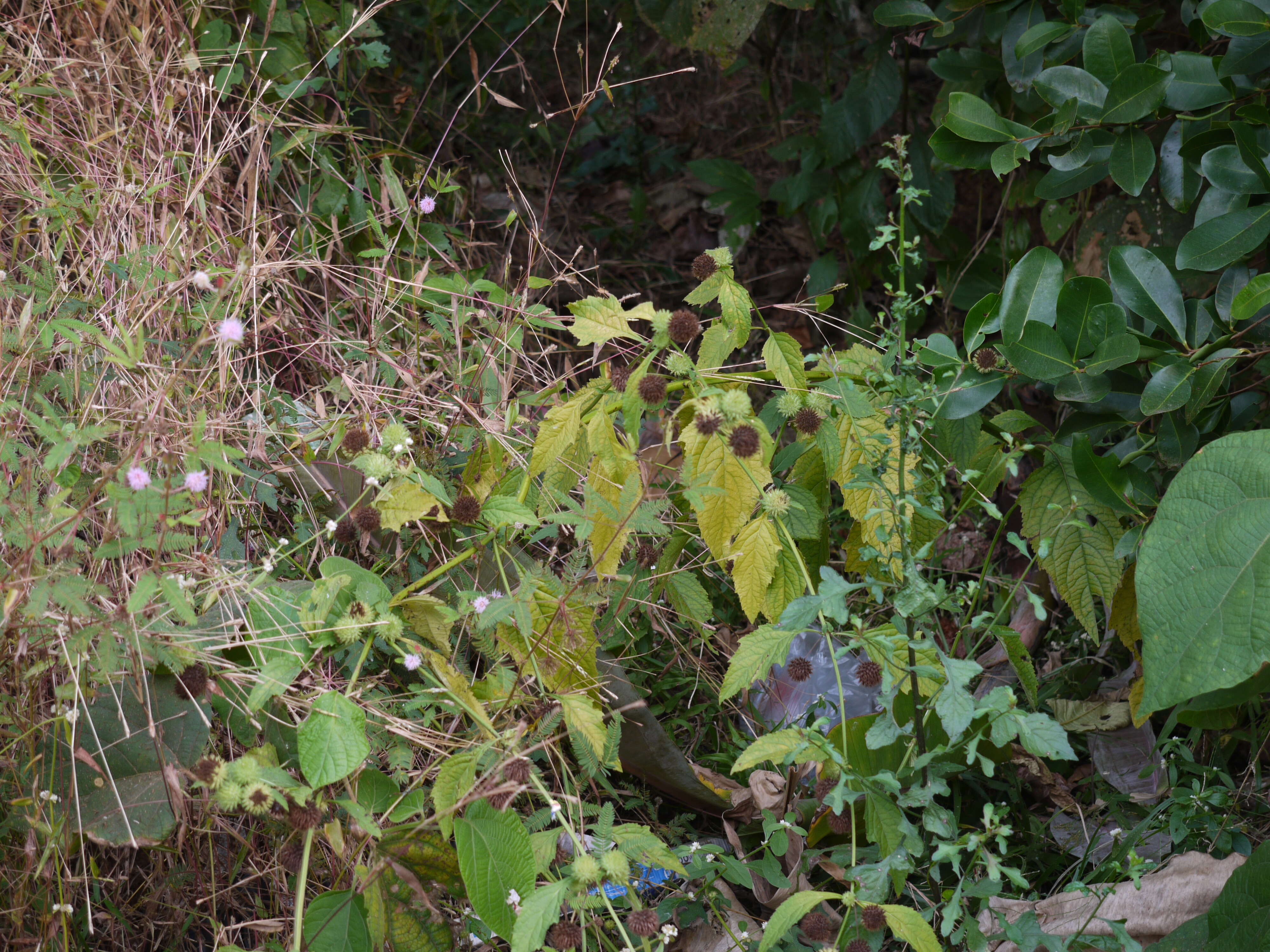 Image of false ironwort