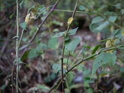 Imagem de Abutilon persicum (Burm. fil.) Merr.