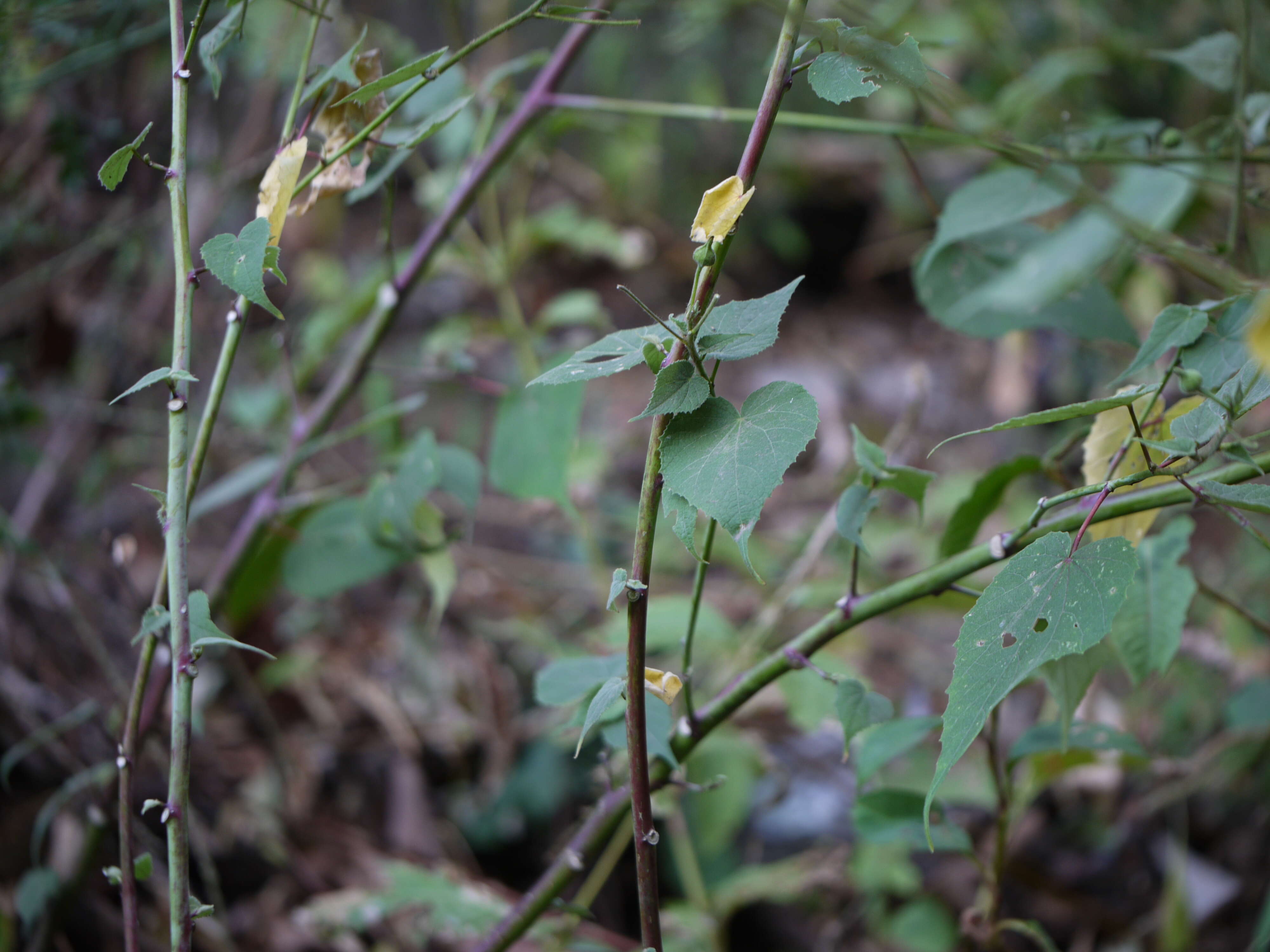 Image of Abutilon persicum (Burm. fil.) Merr.