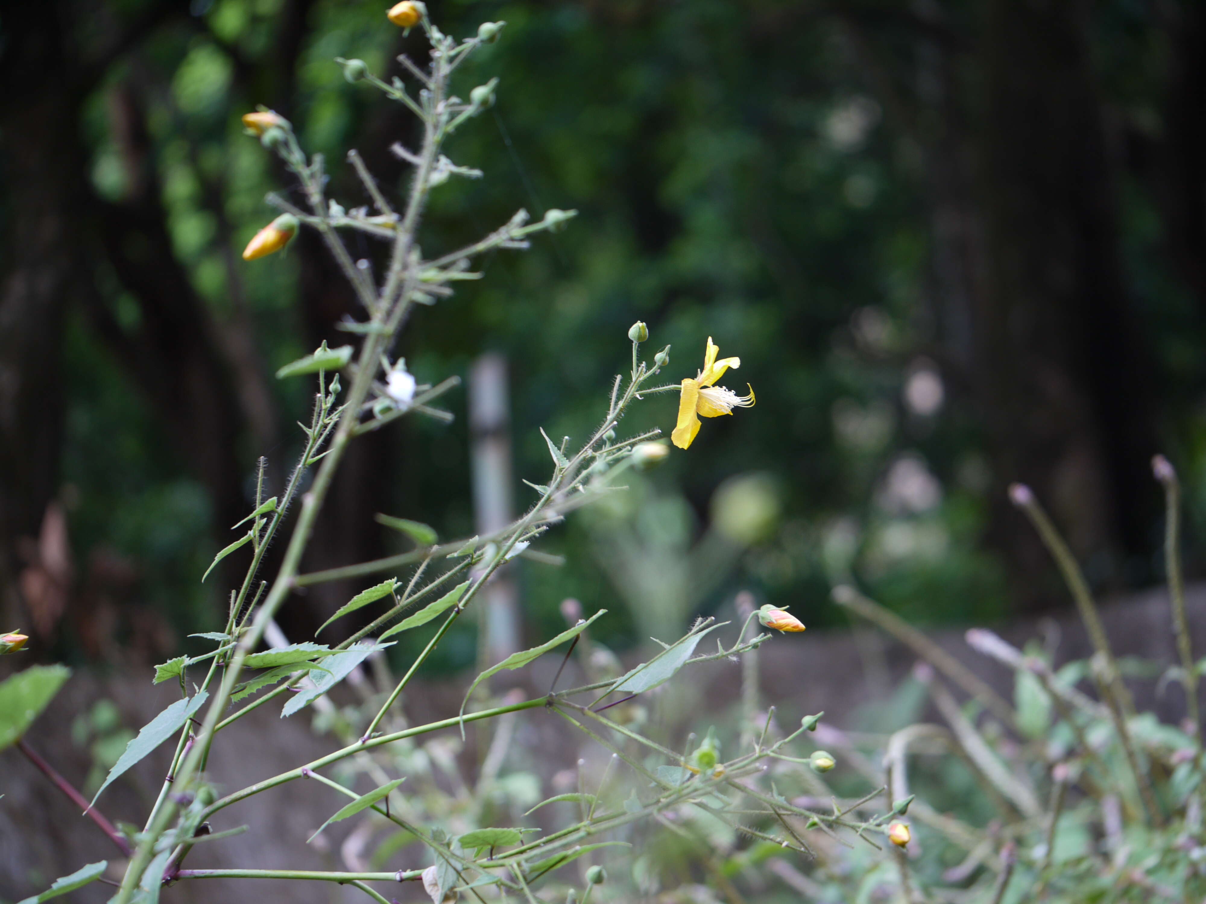 Image of Abutilon persicum (Burm. fil.) Merr.