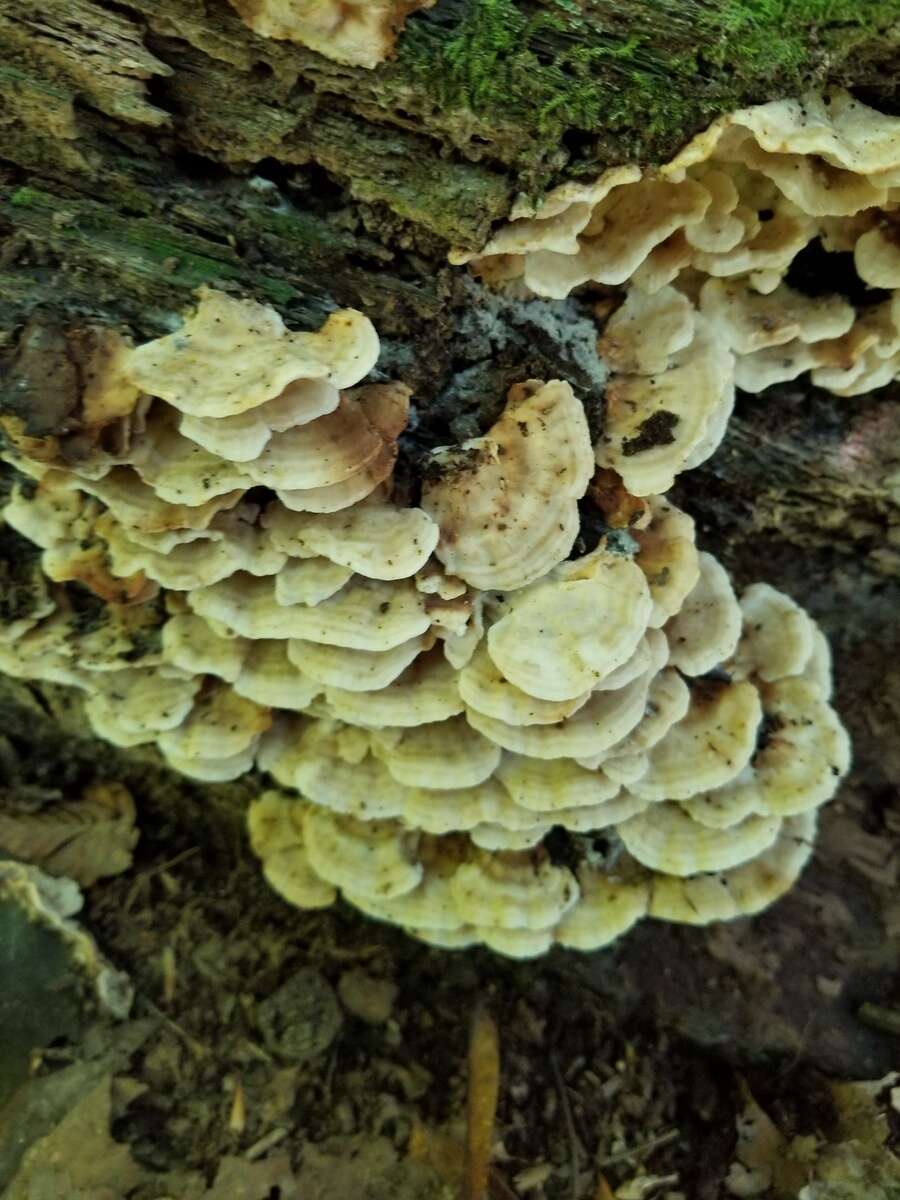 Image of Postia balsamea (Peck) Jülich 1982