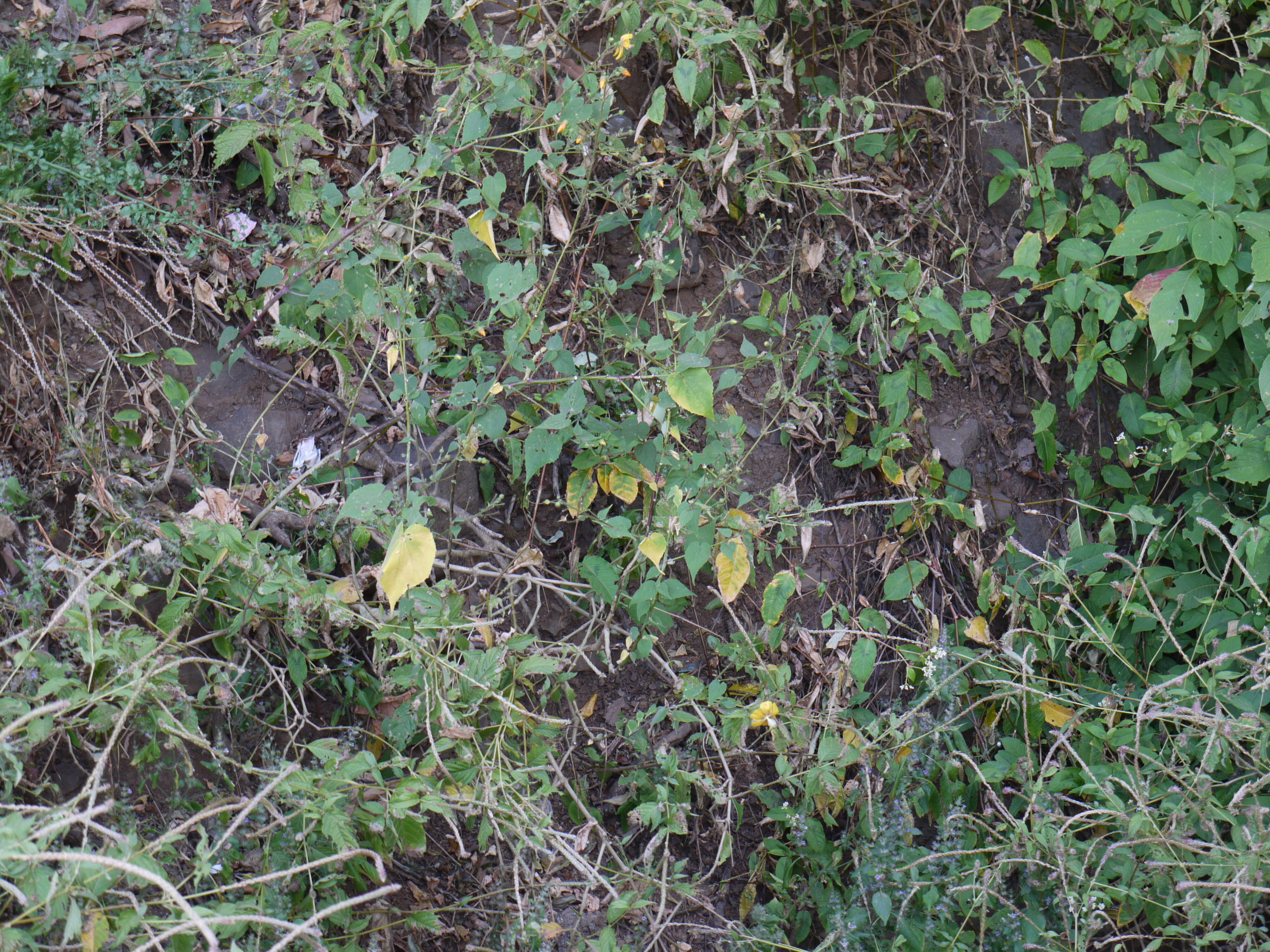 Image of Abutilon persicum (Burm. fil.) Merr.