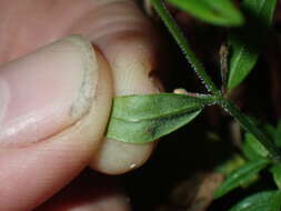 Image of Downy Willowherb