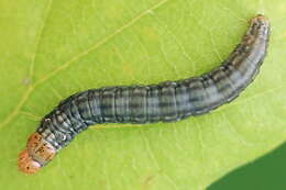 Acrobasis consociella Hübner resmi