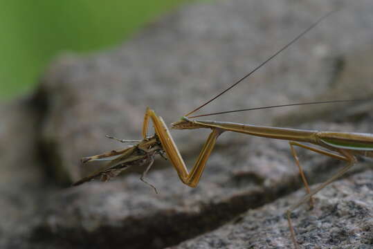 Image of Tenodera superstitiosa Fabricius 1781