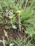 Imagem de Helichrysum aureonitens Sch. Bip.