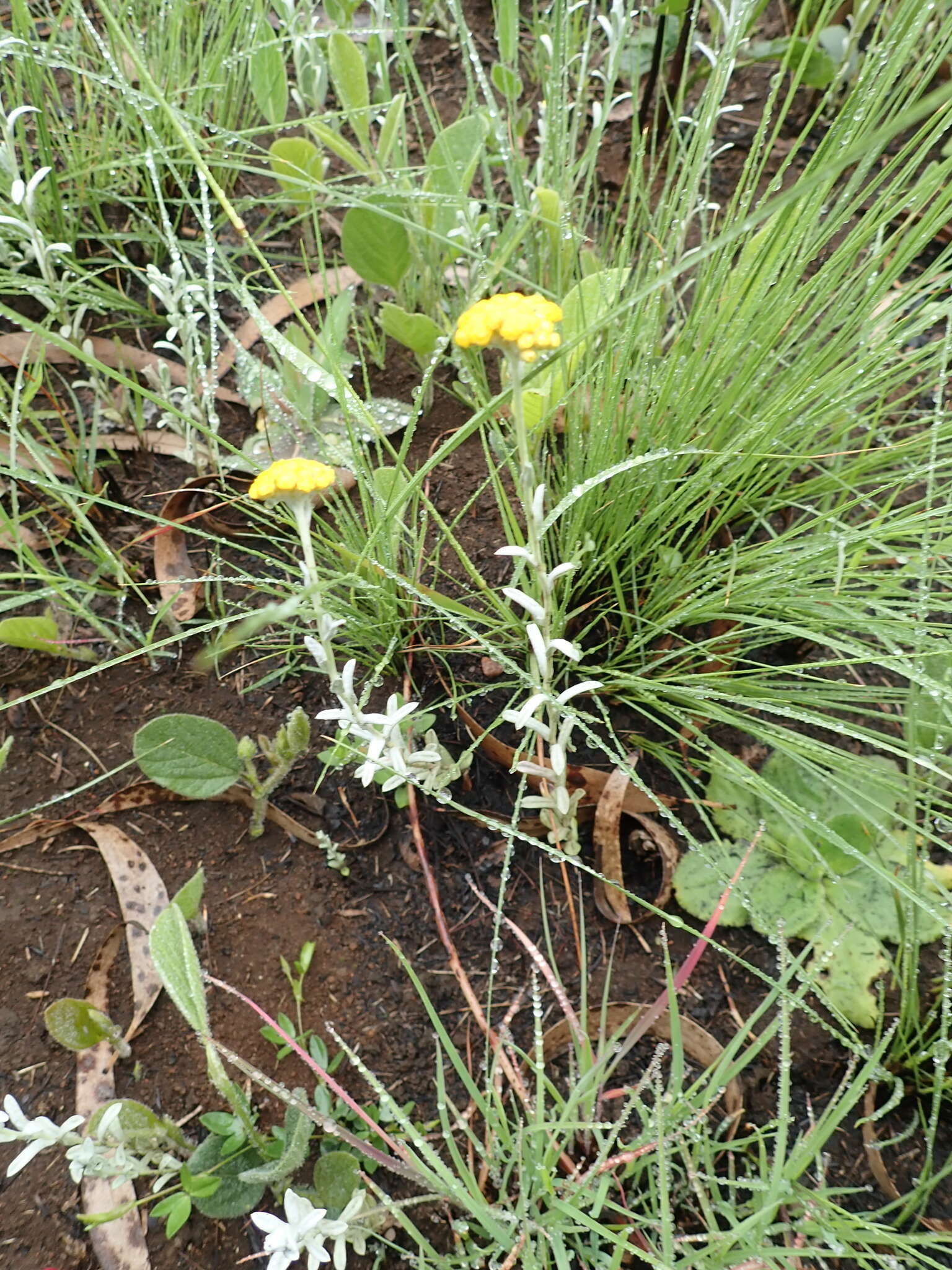 Imagem de Helichrysum aureonitens Sch. Bip.