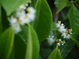 Image of Syzygium caryophyllatum (L.) Alston
