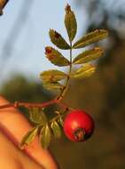 Image of white prairie rose