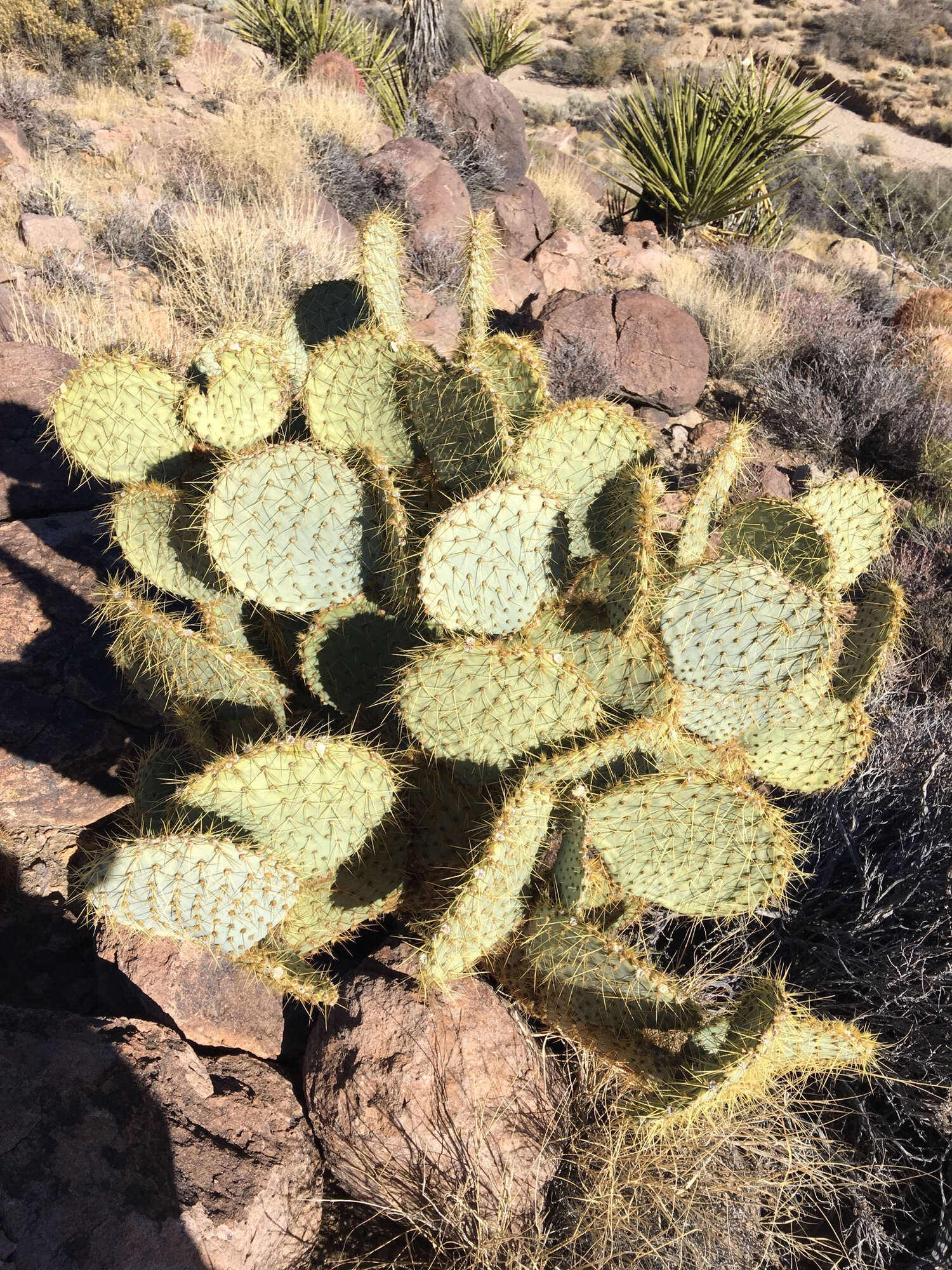 Image of Dollar-joint Prickly-pear