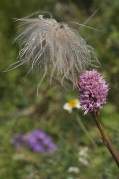 Image of Pulsatilla aurea (N. Busch) Juzepczuk