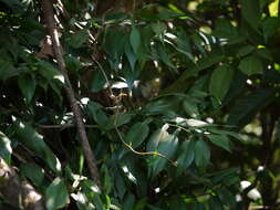 Image of Pothos scandens L.