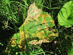 Image de Puccinia petasites-pulchellae Lüdi 1916