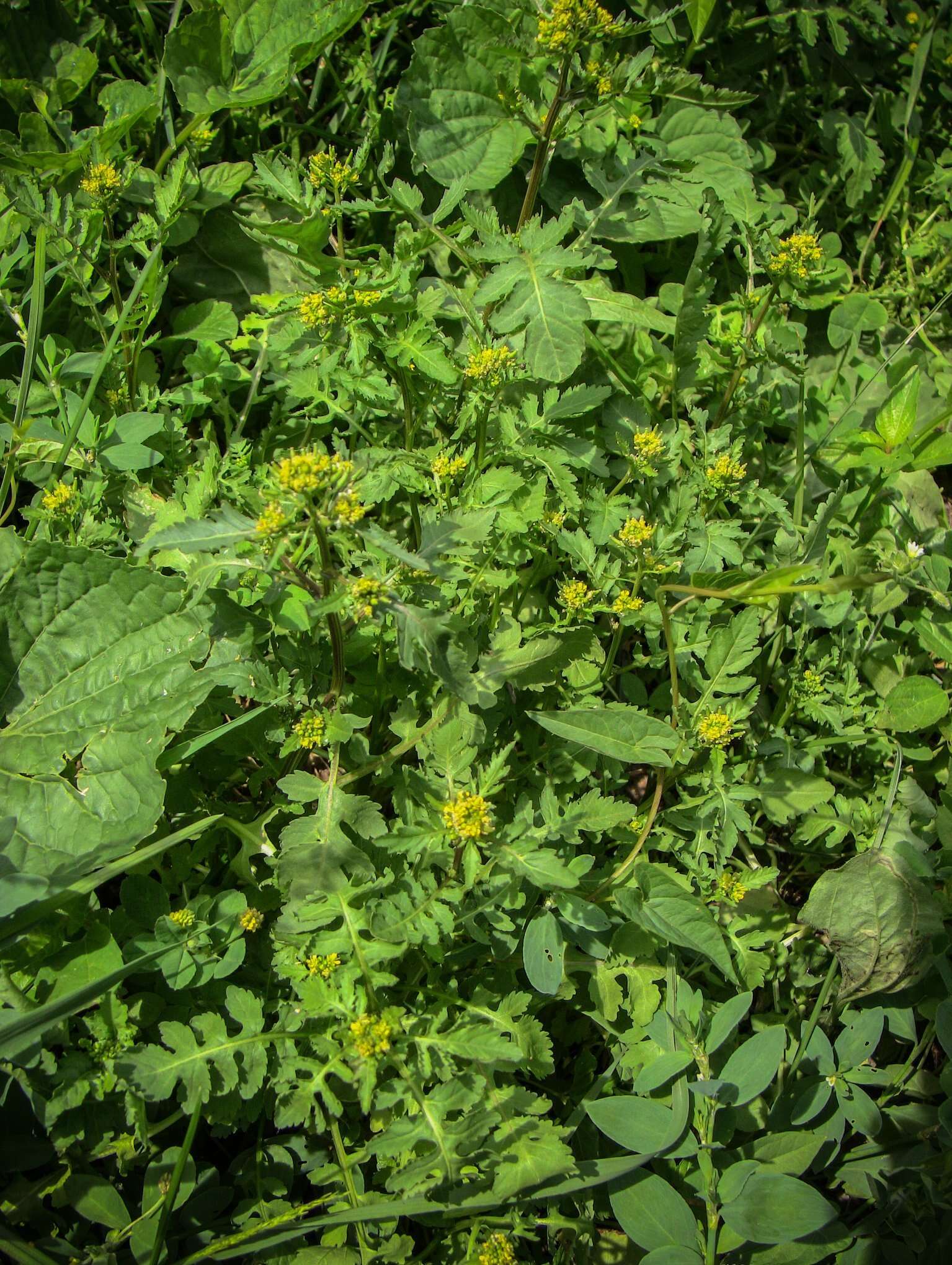 Image of northern marsh yellowcress