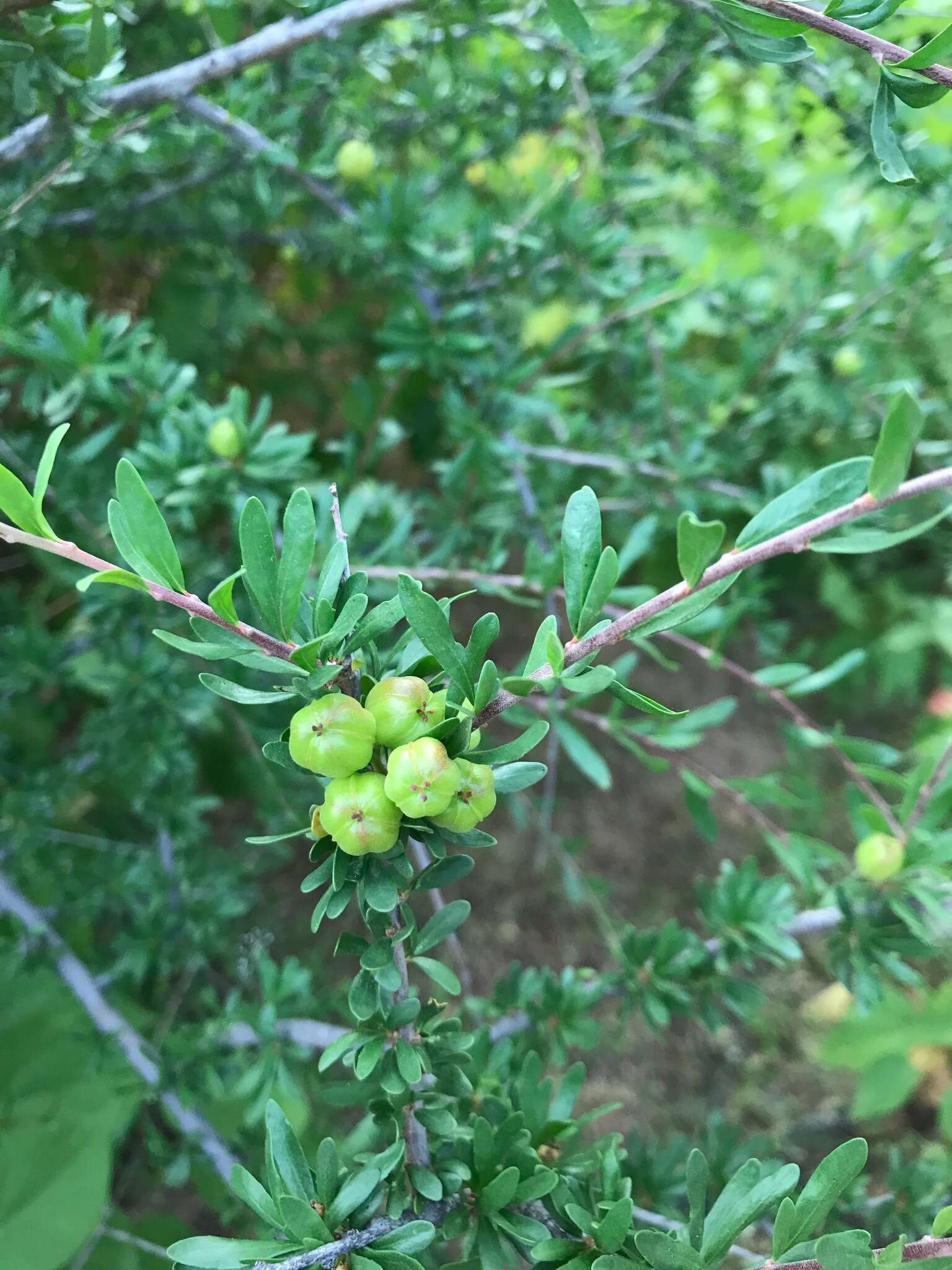 Plancia ëd Tetracoccus capensis (I. M. Johnst.) Croizat