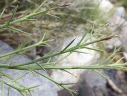 Imagem de Chloracantha spinosissima (Brandegee) Nesom