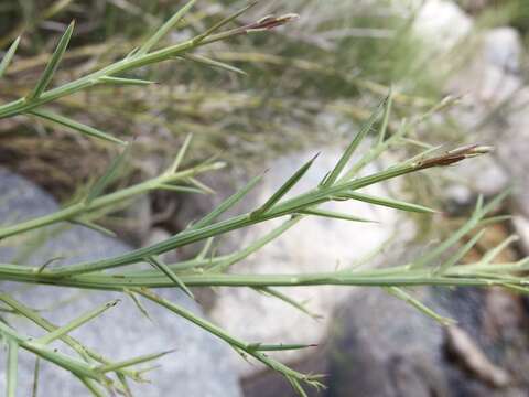 Image de Chloracantha spinosissima (Brandegee) Nesom