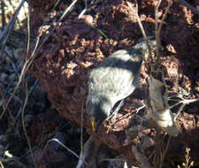 Image of Large Ground Finch