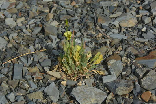 Image of Papaver lapponicum subsp. jugoricum (Tolm.) S. V. Gudoshnikov