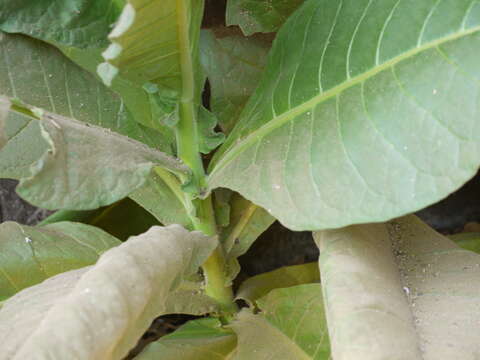 Image of cultivated tobacco