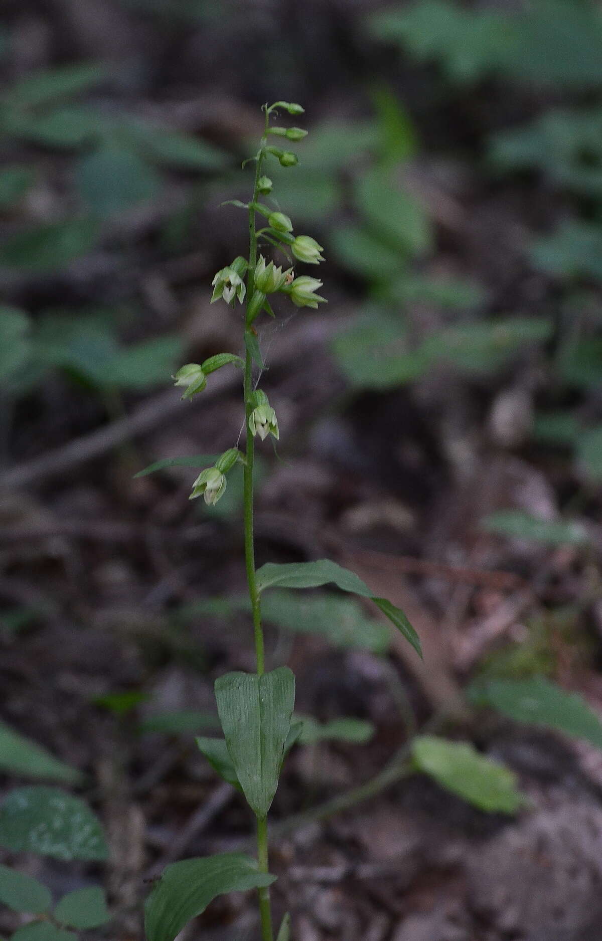 Image of Epipactis albensis Nováková & Rydlo