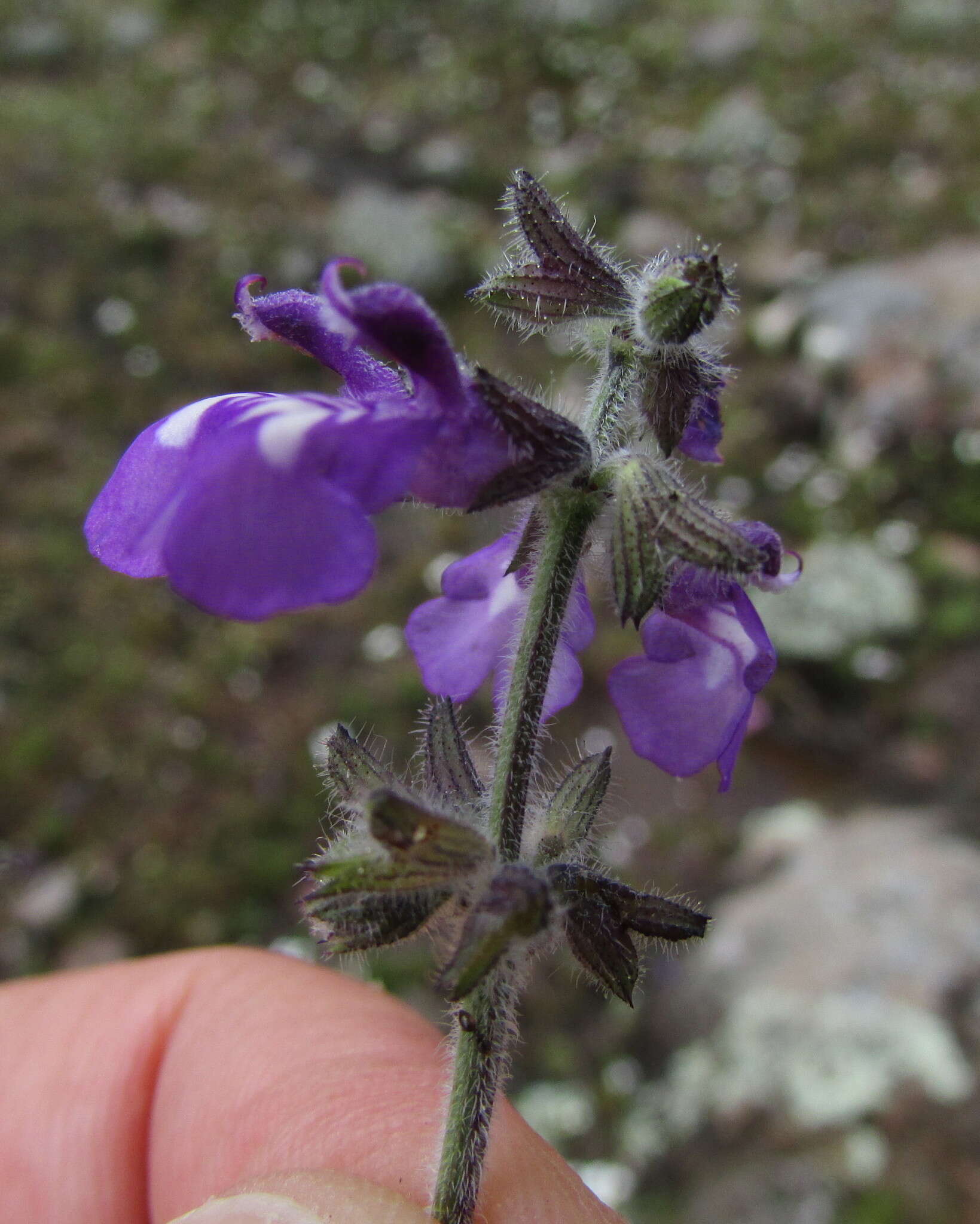 Image de Salvia nana Kunth