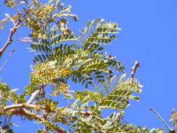 Image of Black monkey thorn