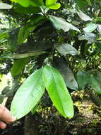 Image of Garcinia talbotii Raiz.