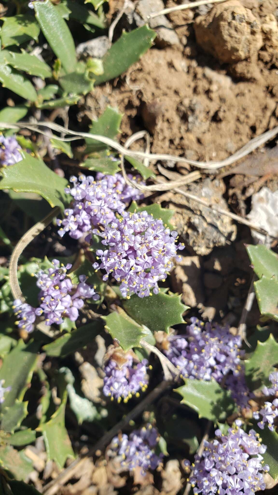 Image of Ceanothus divergens var. occidentalis (Mc Minn) D. O. Burge