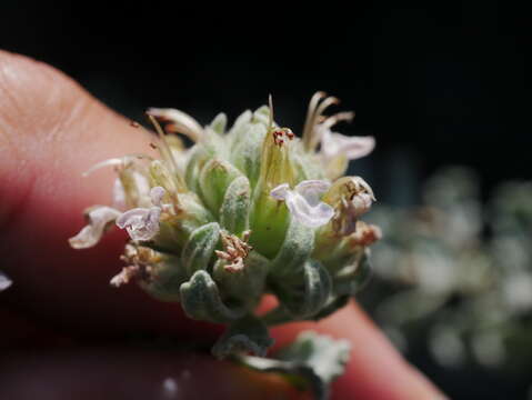 Image of Teucrium stocksianum Boiss.