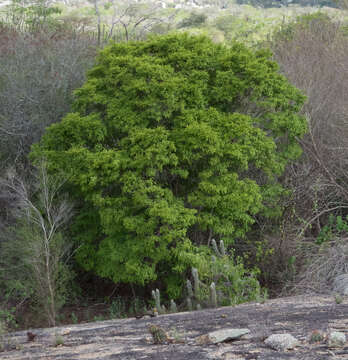 Image of Callisthene microphylla Warm.