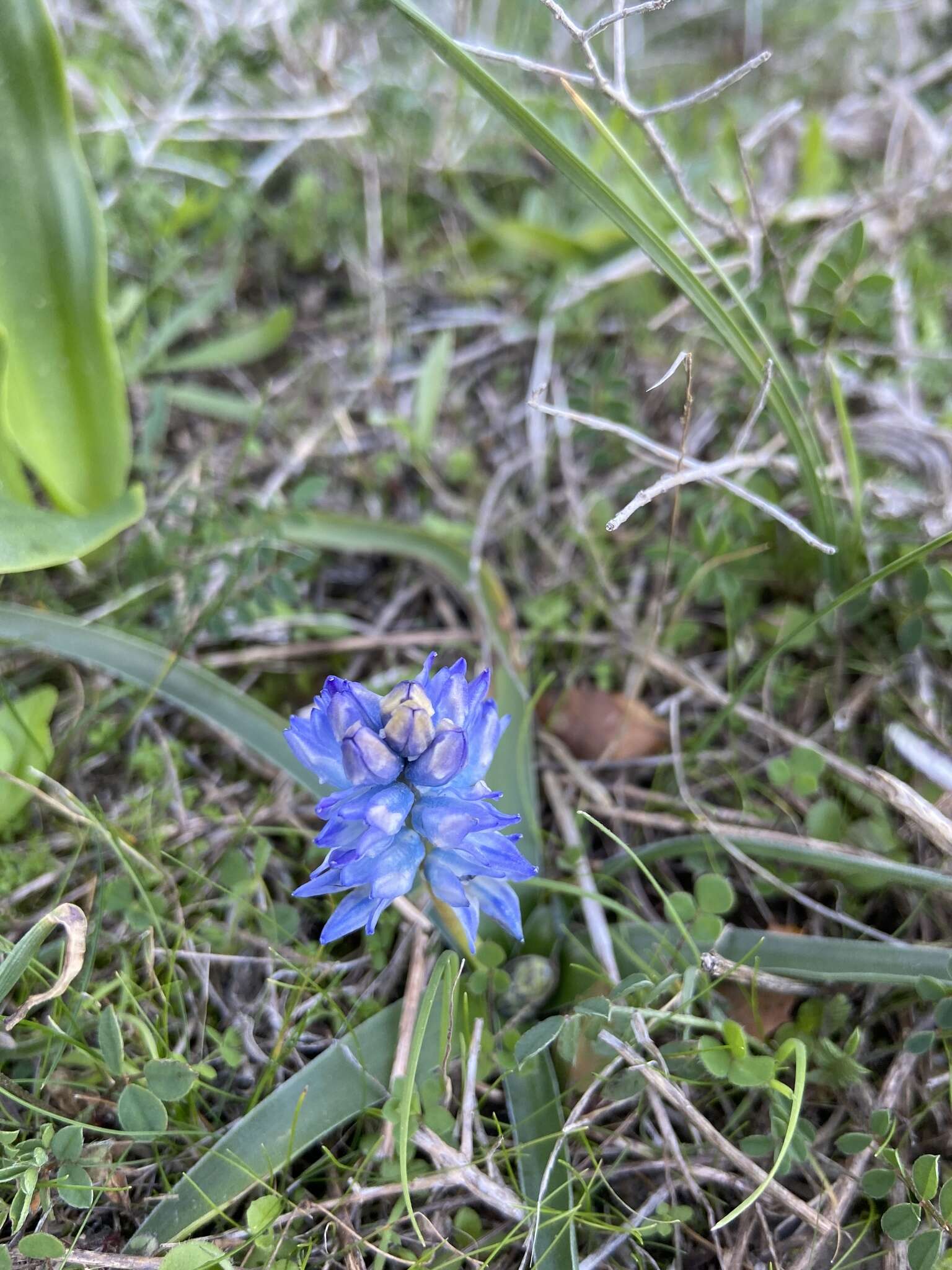 Image of Bellevalia hyacinthoides (Bertol.) K. Perss. & Wendelbo