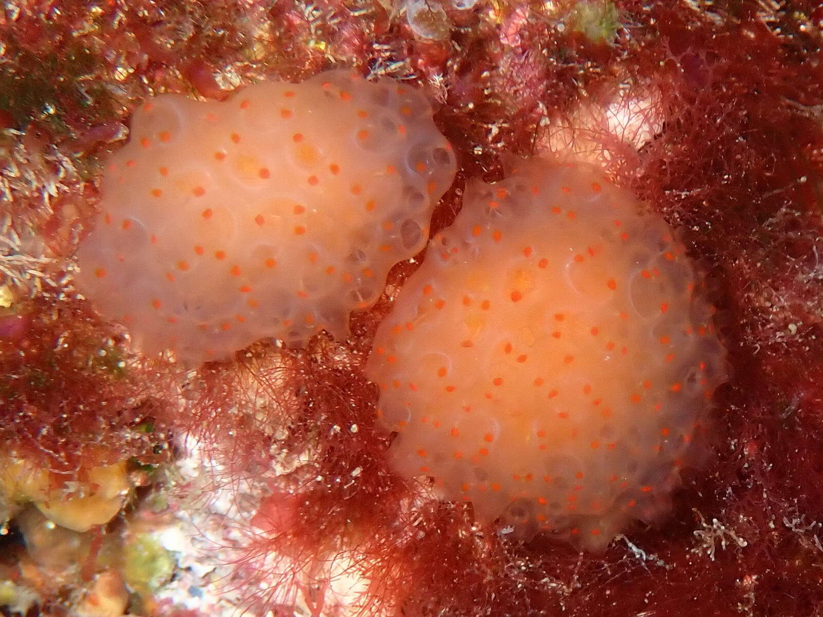 Pseudodistoma cyrnusense Pérès 1952 resmi