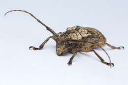 Image of Long-horned beetle