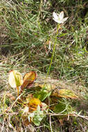 Image of largeleaf grass of Parnassus
