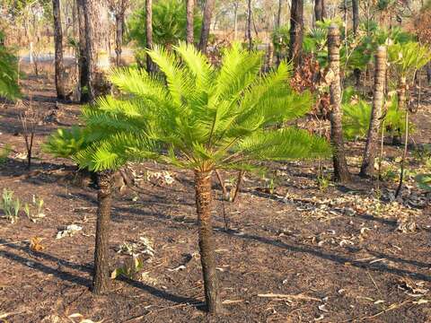 Image of Cycas armstrongii Miq.