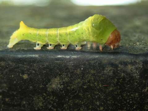 Image of Carea varipes Walker 1856