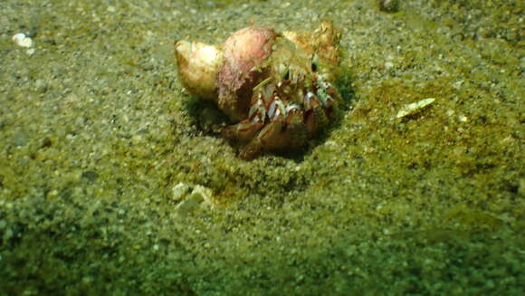 Image of armed hermit crab