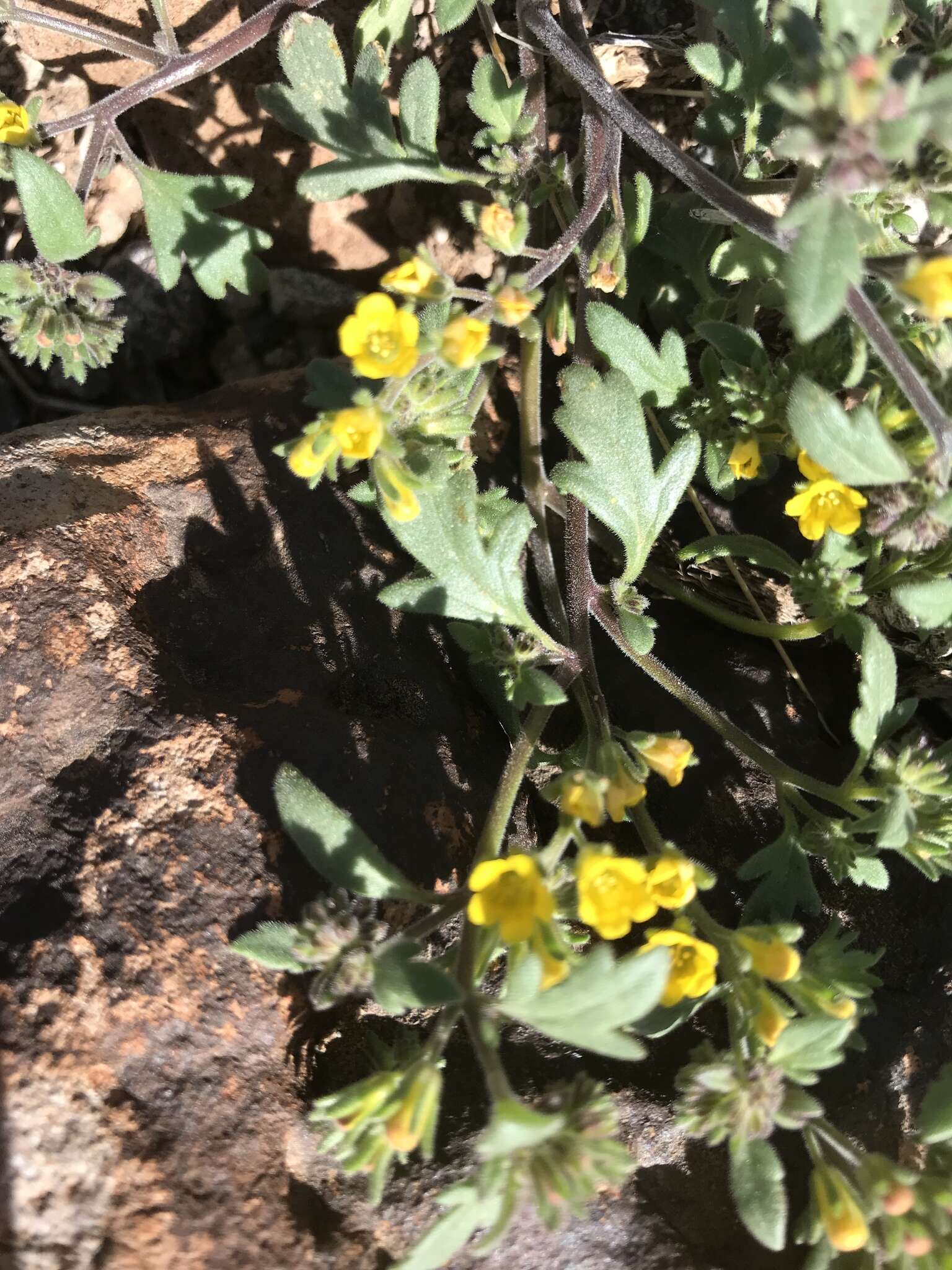 Image of glandular yellow phacelia