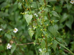 Image of common figwort