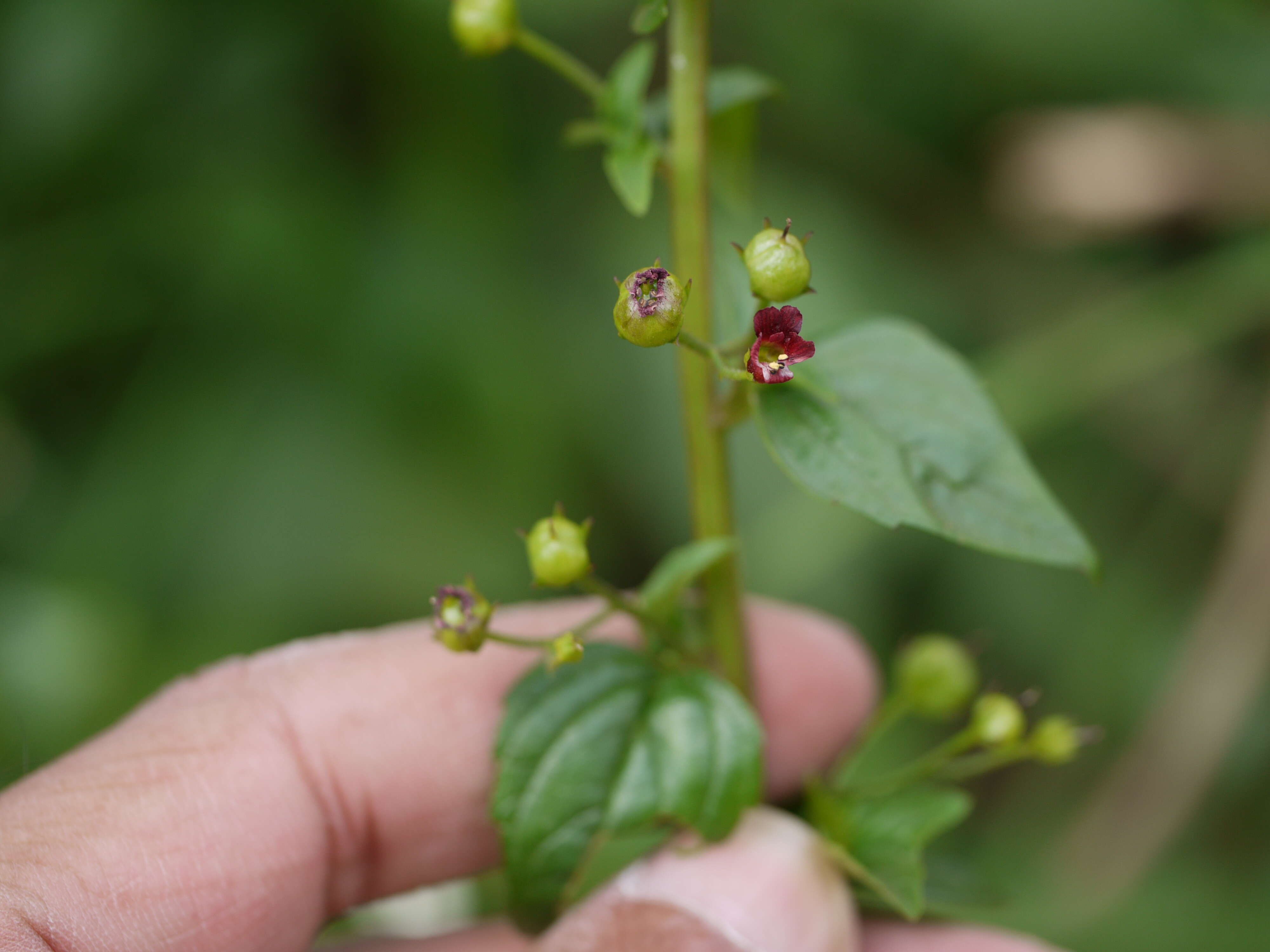 Imagem de Scrophularia nodosa L.