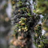 Image of straw bristle-moss