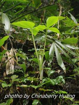 Arisaema ringens (Thunb.) Schott的圖片