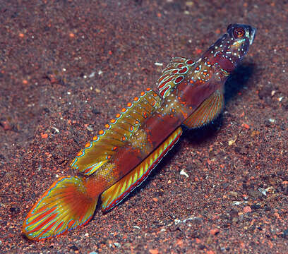 Image of Metallic shrimpgoby