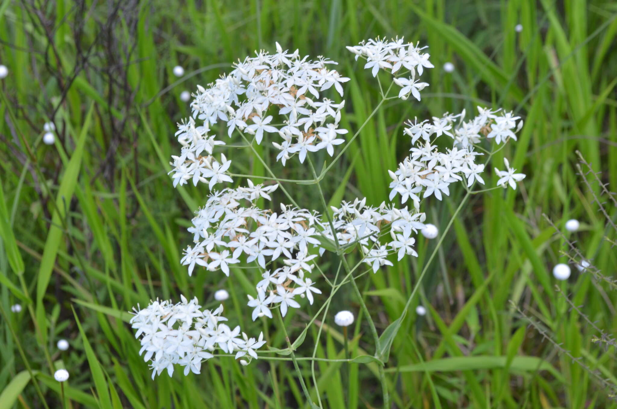 Sabatia macrophylla Hook. resmi