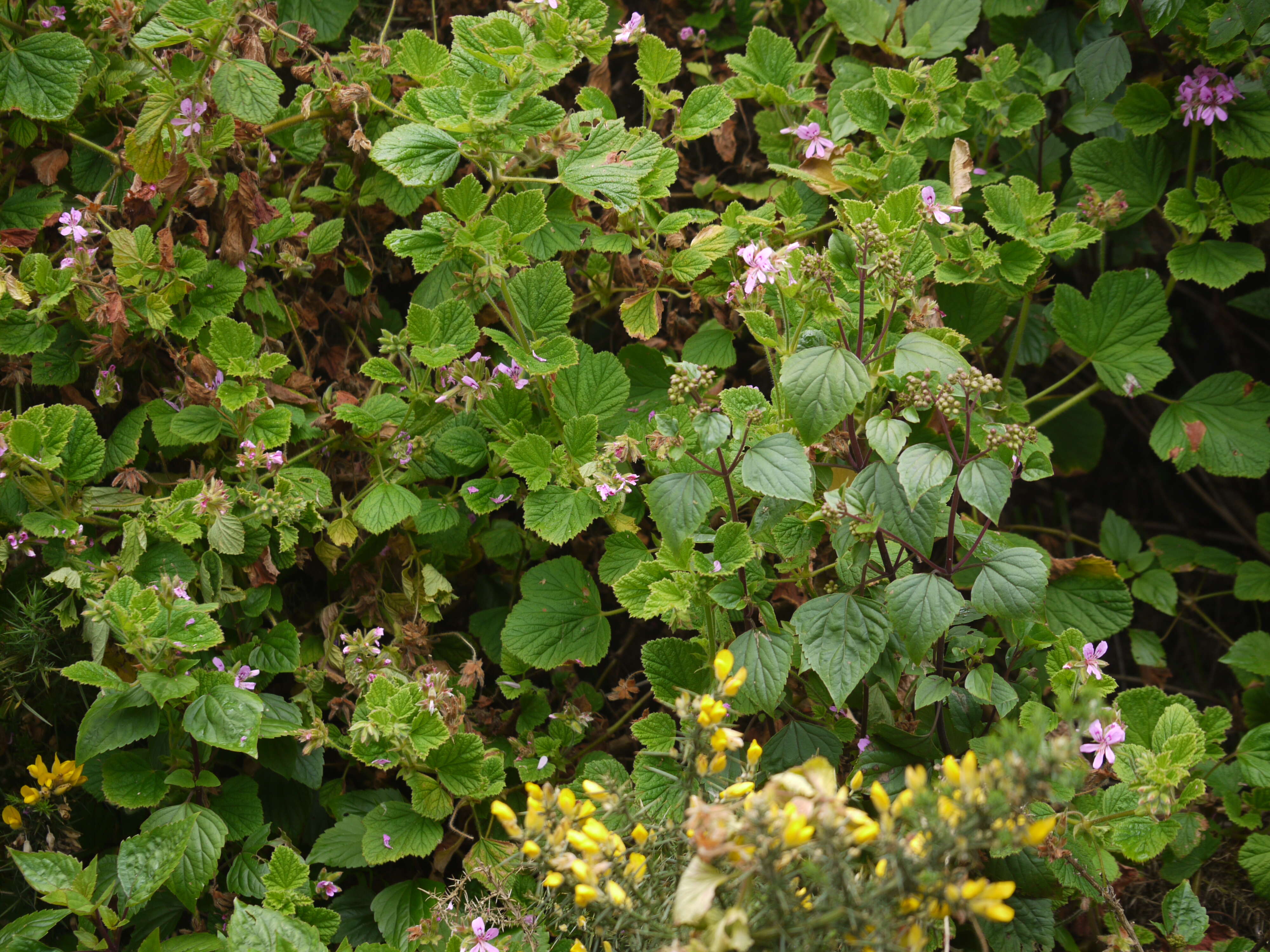 Image of sweet scented geranium