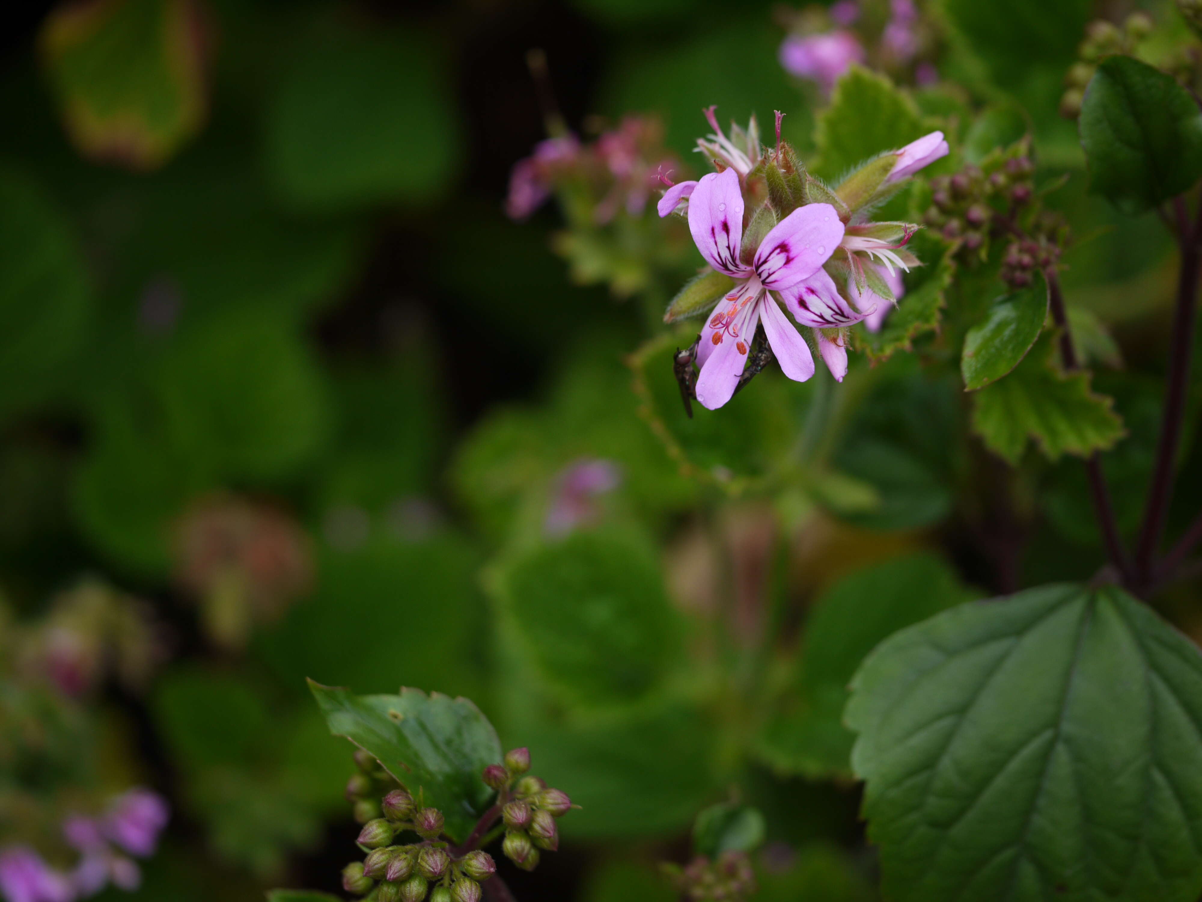 Image of sweet scented geranium