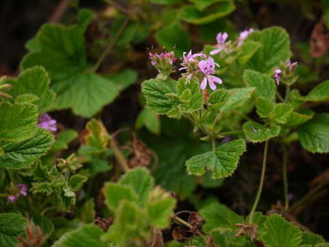 Image of sweet scented geranium