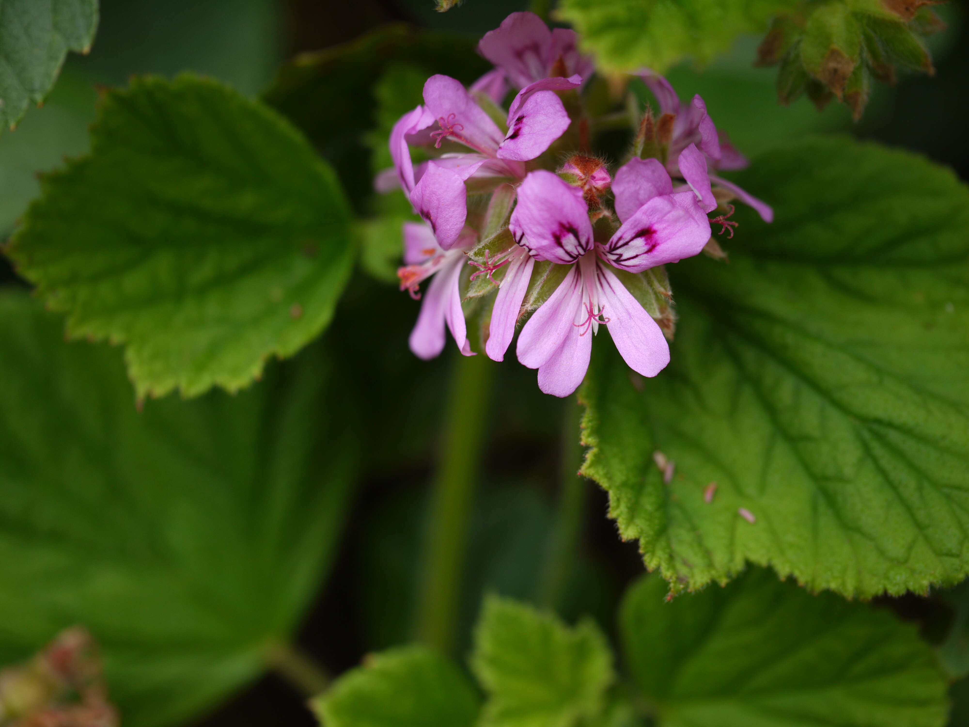 Image of sweet scented geranium