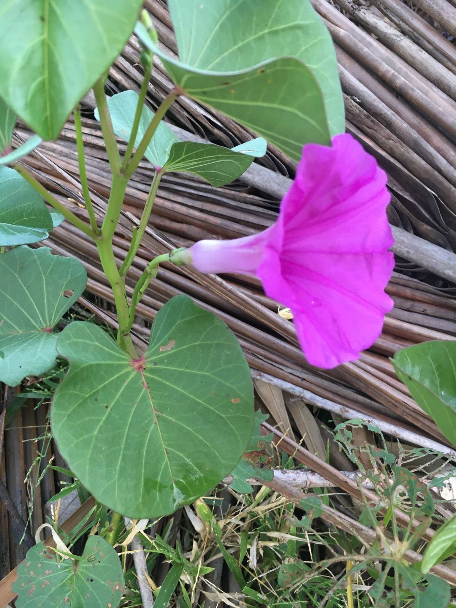 Imagem de Ipomoea asarifolia (Desr.) Roem. & Schult.